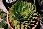 Figure 11 - Cactus with a spiral morphology. Click to enlarge.
