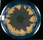 Figure 7 - An example of hypermutation in the fungus, Aspergillus nidulans, cultured under stress. Click to enlarge.