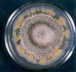Figure 8 - Adaptively responsive hypermutation in Aspergillus cultured under an increased-temperature stress. Click to enlarge.