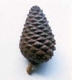 Figure 9a  -  Pine cone displaying seed nodules arranged in logarithmic spirals. Click to enlarge.